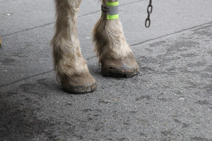 Petition to ban the horse carriages