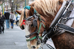 Victoria Horse Carriages